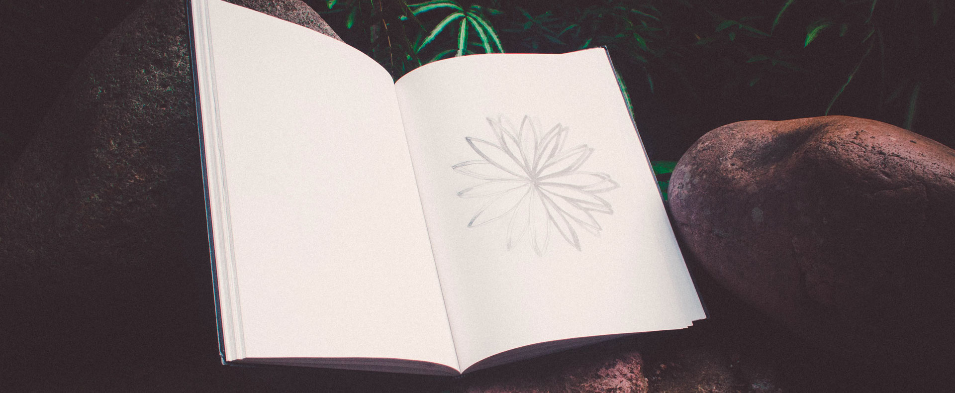 Drawing in the Garden <br>For Ages 9 – 12