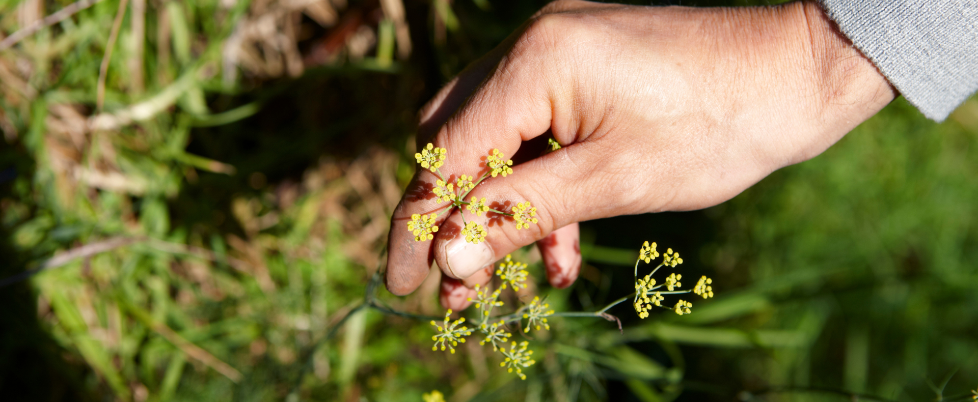 *SOLD OUT* Wild Edibles Foraging Workshop with Diego Bonetto