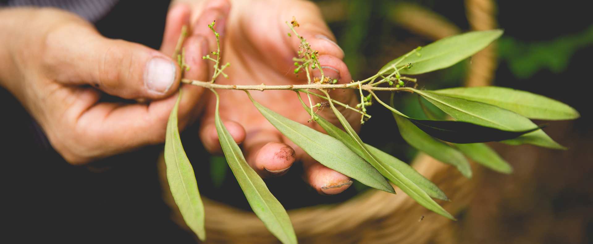 *SOLD OUT* Wild Edibles Foraging Workshop with Diego Bonetto